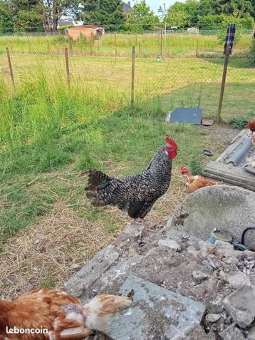 JEUNE COQ  beschikbaar voor biedingen