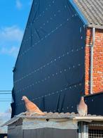 Tippers te koop, Dieren en Toebehoren, Meerdere dieren, Overige soorten