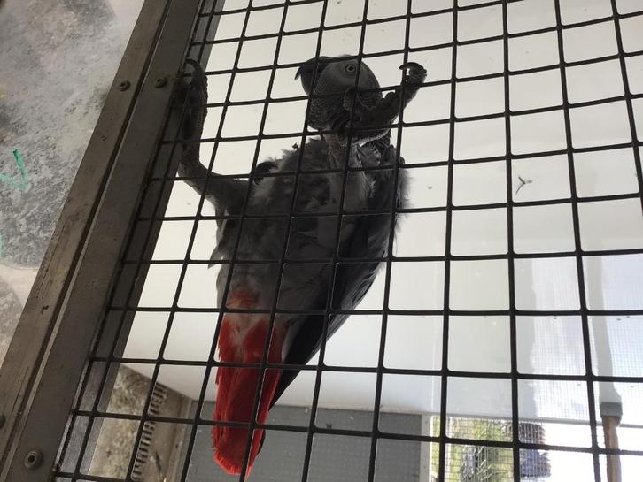 Koppel grijze roodstaarten., Dieren en Toebehoren, Vogels | Parkieten en Papegaaien, Papegaai, Meerdere dieren, Pratend, Tam