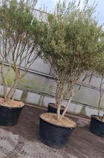 Phillyrea angustifolia -parasol-. Meerstammige Boom