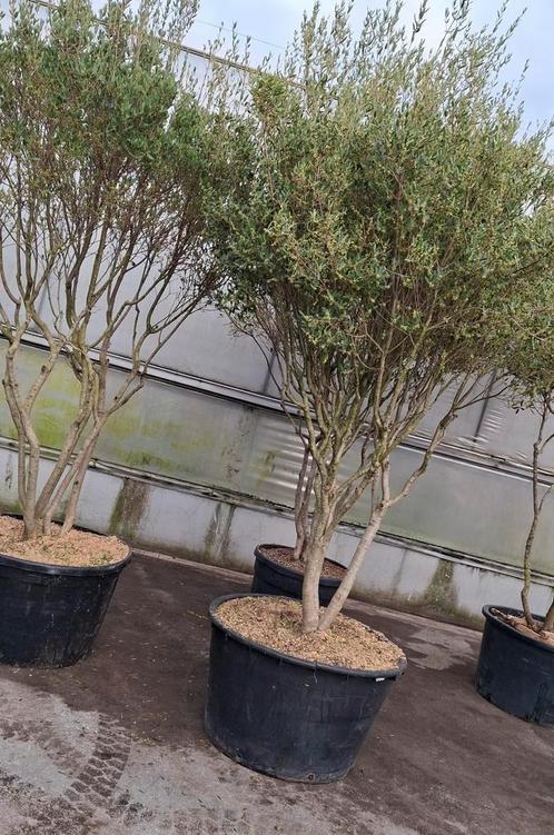 Phillyrea angustifolia -parasol-. Meerstammige Boom, Tuin en Terras, Planten | Bomen, Ophalen