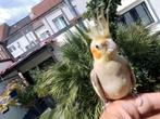 Handtamme valparkiet, Dieren en Toebehoren, Vogels | Parkieten en Papegaaien