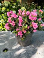Azalea Japonica, Ophalen