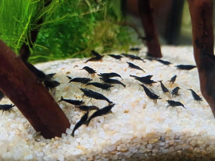 Necardana chocolate garnaal /shrimps, Dieren en Toebehoren, Vissen | Aquariumvissen, Kreeft, Krab of Garnaal, Schoolvis