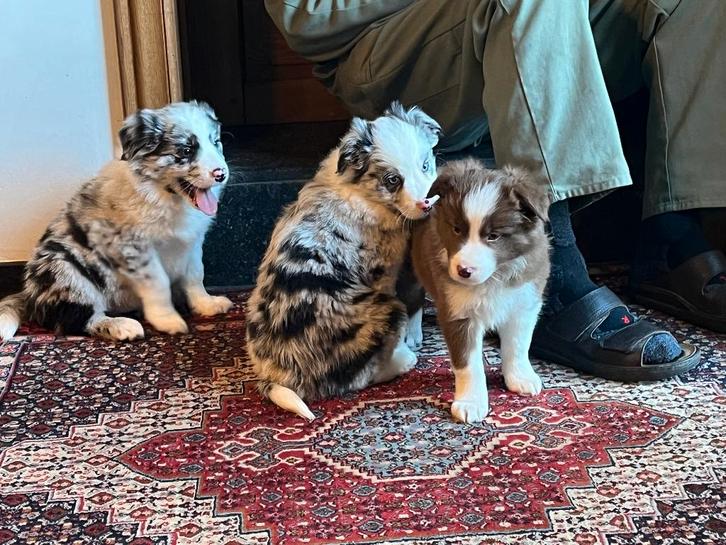 border-colliepups, Animaux & Accessoires, Chiens | Bergers & Bouviers, Plusieurs animaux, Colley, Éleveur | Loisir, Un chien, Belgique