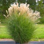 Miscanthus sinensis "Gracillimus", Tuin en Terras, Halfschaduw, Ophalen of Verzenden