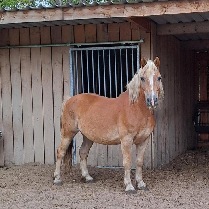 Recreatieve haflinger voor koets of buitenritten, Dieren en Toebehoren, Pony's, Ruin, Zadelmak, D pony (1.37m tot 1.48m), Recreatiepony