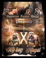 AMERICAN BULLY PUPS ( MOOIE  BLOEDLIJNEN ), Parvovirose, Autres races, Plusieurs, Belgique