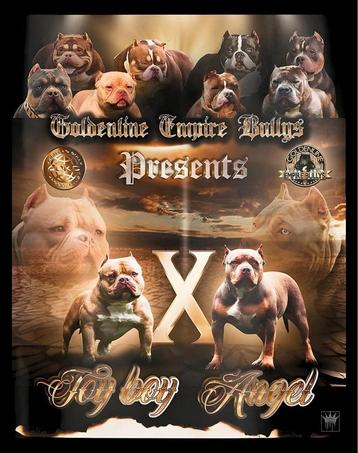 AMERICAN BULLY PUPS ( MOOIE  BLOEDLIJNEN )  disponible aux enchères