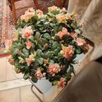 Kunstbloemen, Ophalen of Verzenden, Zo goed als nieuw