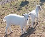 2  kleine dwerg geitjes, Dieren en Toebehoren, Schapen, Geiten en Varkens, Vrouwelijk