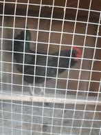 Te koop zing haan voor op het uur op 50, Dieren en Toebehoren, Vogels | Duiven