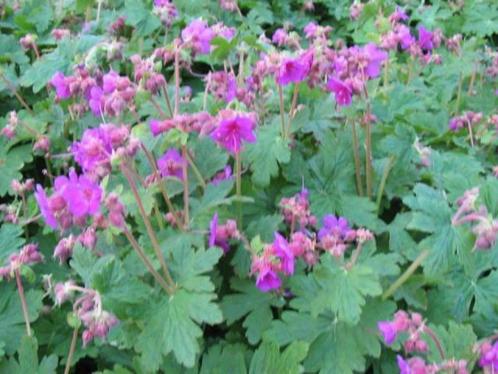 Geranium macrorrhizum, tuingeranium, Tuin en Terras, Planten | Tuinplanten, Vaste plant, Bodembedekkers, Volle zon, Lente, Ophalen