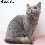 Prachtige Blauwe Britse Korthaar kittens te koop, Dieren en Toebehoren, Katten en Kittens | Raskatten | Korthaar, Meerdere dieren