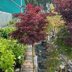 Japanse Esdoorn of Acer in diverse soorten, Tuin en Terras, Planten | Bomen, Ophalen of Verzenden, In pot, Minder dan 100 cm