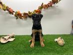 Duitse Herder pups, Dieren en Toebehoren, Honden | Herdershonden en Veedrijvers, België, 8 tot 15 weken, CDV (hondenziekte), Meerdere