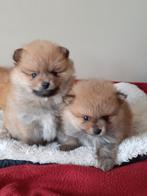 Dwergkeesjes-Pomeriaan pups, Dieren en Toebehoren, Honden | Poolhonden, Keeshonden en Oertypen, België, Fokker | Hobbymatig, Keeshond