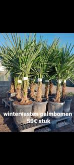 Palmbomen wintervasten super koopjes 50€, Tuin en Terras, Ophalen of Verzenden
