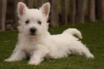 Prachtige West highland white terriër pups (westie, westy), Dieren en Toebehoren, Honden | Jack Russells en Terriërs, België, Overige rassen