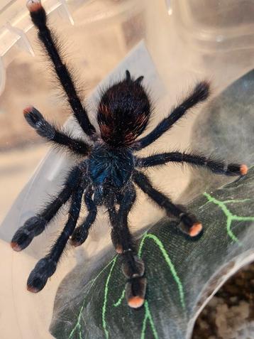 Avicularia metallica Guyana vrouwtje 3cm lichaamslengte  beschikbaar voor biedingen