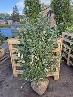 Olijfwilg compacta haagplanten tot ca. 125 cm, Tuin en Terras, Planten | Struiken en Hagen, Ophalen of Verzenden, Overige soorten