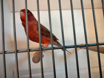 Te bekomen agaat rode kleurkanaries  beschikbaar voor biedingen