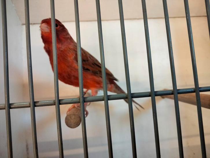Te bekomen agaat rode kleurkanaries, Dieren en Toebehoren, Vogels | Kanaries, Kleurkanarie, Meerdere dieren