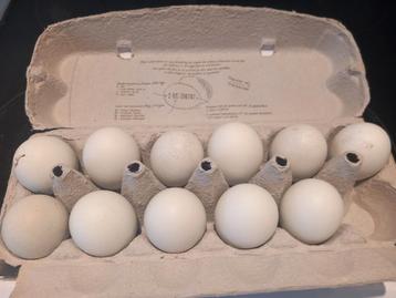 Broedeieren Olive egger! beschikbaar voor biedingen