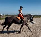 Halve stal aangeboden – Oostende, Dieren en Toebehoren, Paarden, Merrie, Minder dan 160 cm, Gechipt, 3 tot 6 jaar