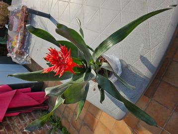 Lot de bromelia  beschikbaar voor biedingen