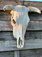 Taxidermie schedel koe, Antiek en Kunst, Ophalen of Verzenden
