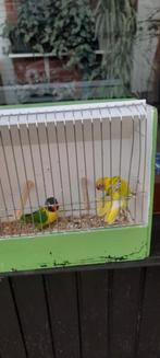 Personatas, Dieren en Toebehoren, Vogels | Kanaries