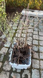 Roos Wild weaponed white rose free, Jardin & Terrasse, Plantes | Jardin, Autres espèces, Bisannuelle, Été, Enlèvement