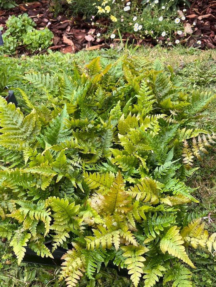 Dryopteris erythrosora ‘Autumn Fern’ P10,5cm, Tuin en Terras, Planten | Tuinplanten, Halfschaduw, Herfst, Ophalen