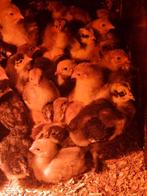 Kuikens te koop brahma buff blauwe, Dieren en Toebehoren, Pluimvee
