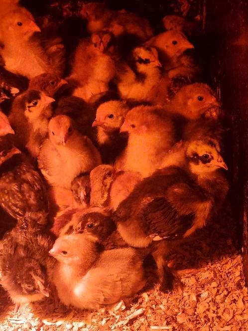 Kuikens te koop brahma buff blauwe, Dieren en Toebehoren, Pluimvee