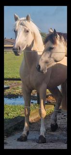 Prachtige palomino merrie 3j, Dieren en Toebehoren, Paarden, Merrie, Minder dan 160 cm, Gechipt, Zadelmak