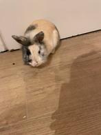 Dwergkonijnen, Dieren en Toebehoren, Konijnen