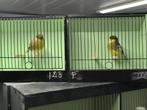 glosters uit zeer goede lijnen voor kweek 2026, Dieren en Toebehoren, Vogels | Kanaries, Meerdere dieren, Postuurkanarie