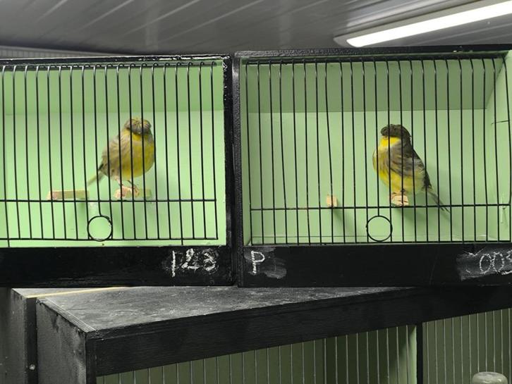 glosters uit zeer goede lijnen voor kweek 2026, Dieren en Toebehoren, Vogels | Kanaries, Postuurkanarie, Meerdere dieren