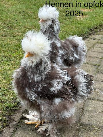 USA zijdehoen broedeieren🥚  beschikbaar voor biedingen
