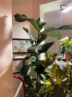 Ficus lyrata 180cm, Huis en Inrichting, Ophalen of Verzenden, Ficus