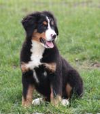 Berner Sennen pup, Dieren en Toebehoren, Parvo, België, Reu, Eén hond