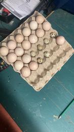 Kuikens raszuivere mechelse koekoek, Dieren en Toebehoren, Pluimvee