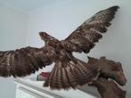 Opgezette  vogel  spanwijdte 120 cm, Opgezet dier, Vogel, Gebruikt, Ophalen