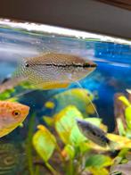 Poisson d'eau douce a récupérer., Enlèvement