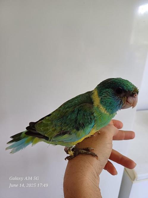 Superhandtamme cloncurry’s: bijna zelfstandig, Dieren en Toebehoren, Vogels | Parkieten en Papegaaien, Parkiet, Tam, Geringd