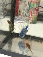 Algeneters, Dieren en Toebehoren, Vissen | Aquariumvissen