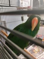 Handtamme edelpapegaai man, Dieren en Toebehoren, Vogels | Parkieten en Papegaaien