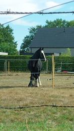 Tinker merrie 17jaar, Dieren en Toebehoren, Ophalen, Gebruikt